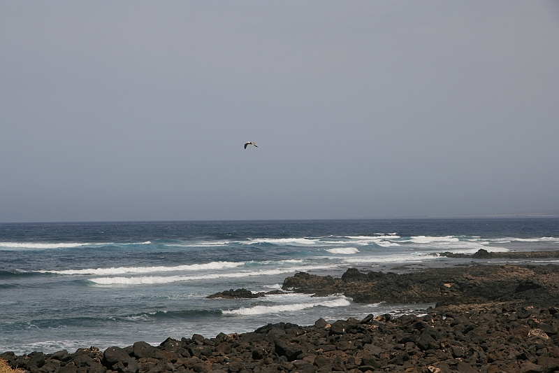 Kanary_2010 114